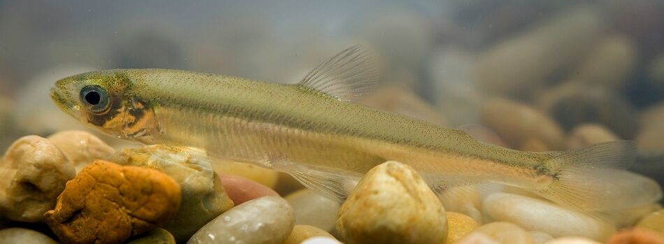 Delta Smelt 0618
